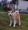 Additional photos: Japanese Akita Inu puppies