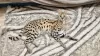 Additional photos: Serval kittens