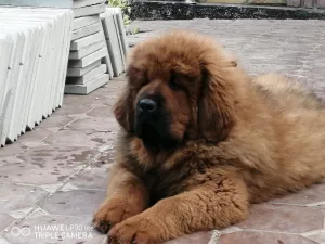 Additional photos: Tibetan mastiff