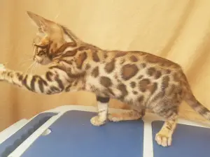 Additional photos: Bengal kittens with pedigree