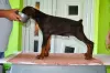 Photo №4. I will sell dobermann in the city of Kruševac. breeder - price - negotiated