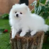 Additional photos: Pomeranian