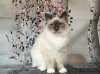 Photo №1. birman - for sale in the city of Wolfsburg | negotiated | Announcement № 100422