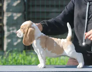 Photo №3. An aristocrat girl looking for a mump. Beagle. Belarus