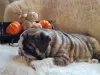 Additional photos: English bulldog babies