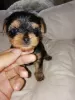 Additional photos: Yorkshire Terrier babies are available for reservation. Sell