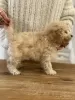 Photo №2 to announcement № 127979 for the sale of poodle (toy) - buy in Poland breeder