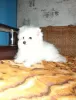 Photo №4. I will sell german spitz in the city of Torzhok. breeder - price - 205$