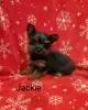 Photo №3. Adorable Yorkiepoo puppies. Germany