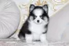 Photo №1. pomeranian - for sale in the city of Stockholm | 423$ | Announcement № 126590