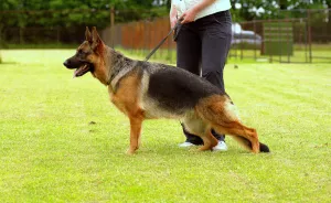 Photo №3. Gorgeous puppies of the German shepherd, from the healthy parents of the. Russian Federation