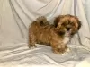 Photo №4. I will sell lhasa apso in the city of St. Petersburg. from nursery, breeder - price - 507$