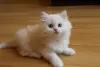 Photo №1. persian cat - for sale in the city of Штутгарт | Is free | Announcement № 103991