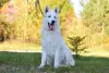 Photo №2 to announcement № 28768 for the sale of berger blanc suisse - buy in Poland breeder