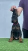 Additional photos: Doberman puppies