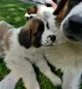 Photo №3. Moscow Guard Dog with Pedigree - puppies. Poland