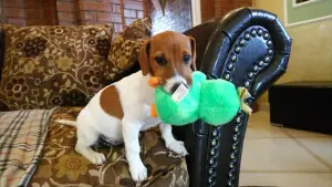 Photo №3. Jack Russell Terrier puppies for sale. Russian Federation