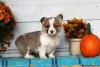 Photo №2 to announcement № 63543 for the sale of welsh corgi - buy in Greece 