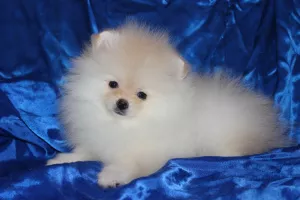 Photo №4. I will sell pomeranian in the city of Nikolaev. from nursery - price - 1000$