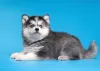 Photo №4. I will sell siberian husky in the city of Nizhny Novgorod. breeder - price - negotiated