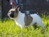 Photo №3. French bulldog invites to mating in Belarus. Announcement № 52759