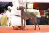 Additional photos: Italian greyhound puppies