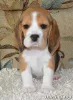 Photo №1. beagle - for sale in the city of Северодонецк | 540$ | Announcement № 7586