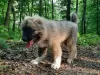 Photo №2 to announcement № 11224 for the sale of caucasian shepherd dog - buy in Ukraine private announcement, from nursery