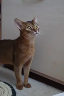 Photo №4. I will sell abyssinian cat in the city of Slutsk.  - price - 501$