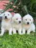 Additional photos: Golden retriever puppies