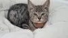 Photo №2 to announcement № 112159 for the sale of savannah cat - buy in United States private announcement