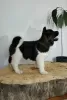 Additional photos: American Akita puppies