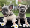 Additional photos: Blue French Bulldog