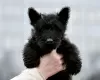 Photo №4. I will sell scottish terrier in the city of Minsk.  - price - negotiated