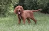 Photo №4. I will sell irish setter in the city of Kiev. from nursery - price - 946$