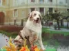 Photo №1. australian shepherd - for sale in the city of Krakow | 1902$ | Announcement № 121527