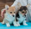 Photo №3. Pembroke Welsh Corgi Puppies. Russian Federation