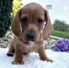 Photo №1. dachshund - for sale in the city of Berlin | Is free | Announcement № 129632