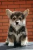 Photo №3. Pembroke Welsh Corgi puppies. Russian Federation