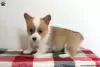 Photo №4. I will sell welsh corgi in the city of Ypsos.  - price - 697$