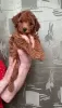 Photo №2 to announcement № 92255 for the sale of poodle (toy) - buy in Russian Federation private announcement