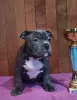 Photo №1. american bully - for sale in the city of Lviv | 2000$ | Announcement № 33344