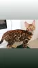 Photo №2 to announcement № 29858 for the sale of bengal cat - buy in Belarus from nursery