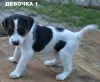 Photo №1. parson russell terrier - for sale in the city of Ровно | 275$ | Announcement № 12810