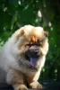 Photo №2 to announcement № 65400 for the sale of chow chow - buy in Serbia breeder