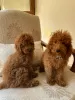 Additional photos: Toy poodle puppies for sale. Miniature poodle