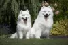 Photo №2 to announcement № 60185 for the sale of samoyed dog - buy in Hungary breeder