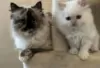 Photo №2 to announcement № 130715 for the sale of himalayan cat - buy in Finland private announcement