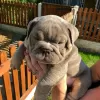 Photo №1. english bulldog - for sale in the city of Victoria | 150$ | Announcement № 9082