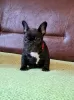 Additional photos: French bulldog puppies